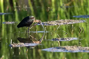 Falcinellus: Glossy ibis (Plegadis falcinellus), Tablas Daimiel