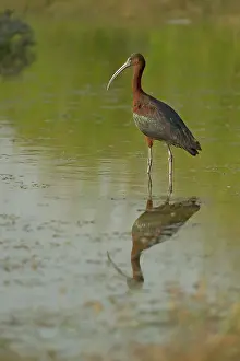 Falcinellus: Glossy Ibis (Plegadis Falcinellus) watching