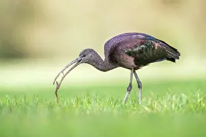 Pulling: Glossy Ibis - Pulling a Worm - Cornwall - UK