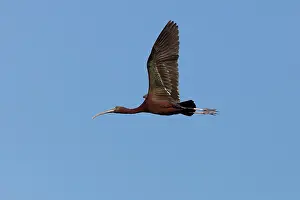 Falcinellus: Glossy Ibis - single adult in flight