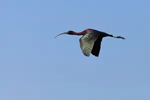 Falcinellus: Glossy Ibis - single adult in flight