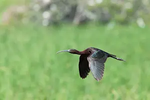 Falcinellus: Glossy Ibis - single adult in flight