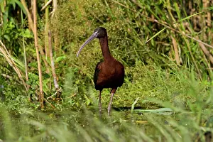 Falcinellus: Glossy Ibis - standing amongst vegitation on the waters edge