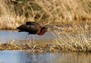 Falcinellus: Glossy Ibis - standing amongst vegitation on the waters edge