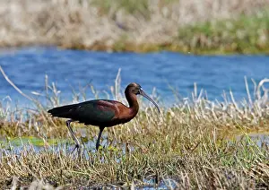 Falcinellus: Glossy Ibis - standing amongst vegitation on the waters edge