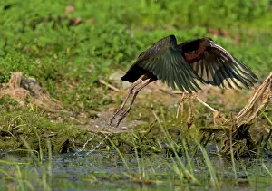 Falcinellus: Glossy Ibis - taking off from waters edge