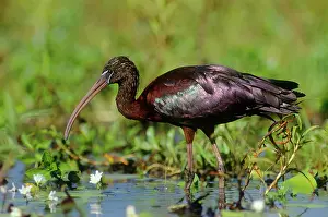 Falcinellus: GLOSSY IBIS - wading, side-on