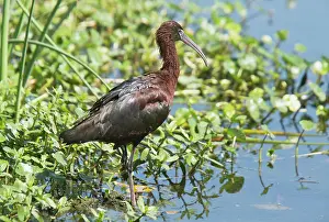 Ibises: Glossy Ibis Wakodahatchee Wetlands, Palm Beach, Florida, USA