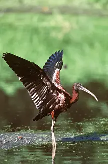 Ibis: GLOSSY IBIS - wings out