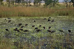 Falcinellus: Glossy Ibises feeding in a shallow wetland