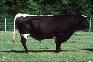Gloucester: GLOUCESTER CATTLE - BULL