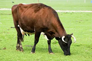 Gloucester: Gloucester Cattle - cow grazing