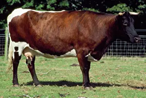 Gloucester: Gloucester Cattle - female cow - rare ancient breed