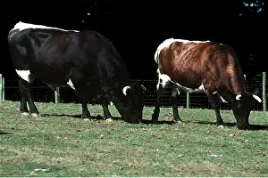 Gloucester: Gloucester Cattle - Male & Female
