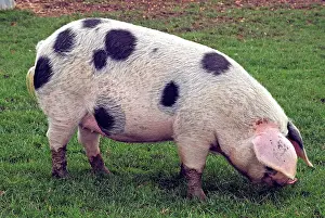 Gloucester: Gloucester Old Spot Pig
