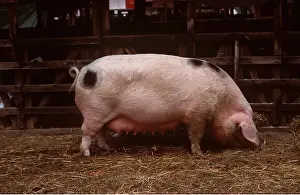 Gloucester: Gloucester Old Spot PIG