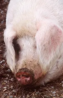 Gloucester: Gloucester old spot PIG - close-up of head