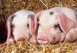 Gloucester: Gloucester Old Spot Pig - piglets
