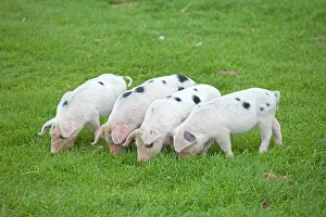 Gloucester: Four Gloucester Old Spot piglets