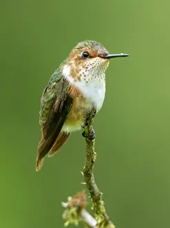 Altitude: Glow-throated Hummingbird (Selasphorus ardens)