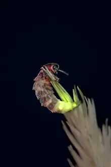 Noctiluca: Glow Worm - female
