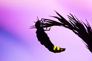 Noctiluca: Glow Worm - female