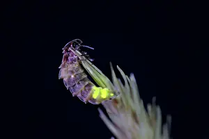 Noctiluca: Glow Worm - female