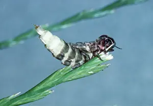 Worms: GLOW WORM - FEMALE