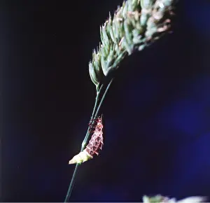 Worms: GLOW WORM - female, glowing