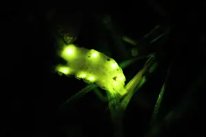 Noctiluca: Glow Worm - female glowing at night