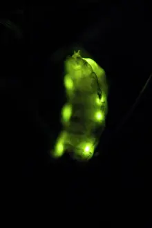 Noctiluca: Glow Worm - female glowing at night