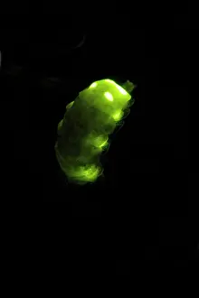 Noctiluca: Glow Worm - female glowing at night