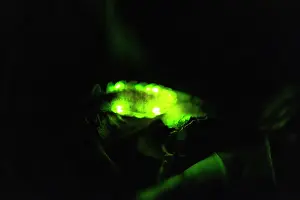 Noctiluca: Glow Worm, female glowing at night, Hessen, Germany