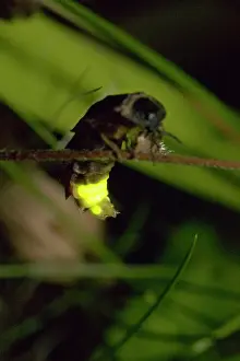 Noctiluca: Glow Worm - Firefly - Female on grass in the night