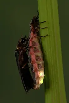 Noctiluca: Glow Worm / Firefly - pair mating