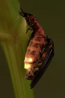 Noctiluca: Glow Worm / Firefly - pair mating