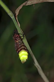 Noctiluca: Glow Worm - glowing