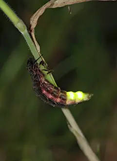 Noctiluca: Glow Worm - glowing