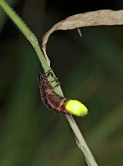 Glow Worm - glowing