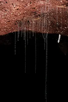 Gnats: Glow Worm - larval stage of Fungus Gnat