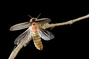 Noctiluca: Glow Worm - male