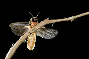 Noctiluca: Glow Worm - male