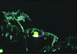 Bioluminescence: GLOW WORM AT NIGHT