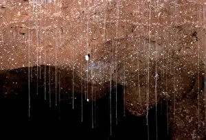 Sticky: Glow worms - suspended from cave roof with sticky