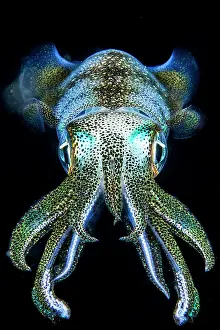 Sepioteuthis: Glowing Caribbean reef squid (Sepioteuthis sepioidea)