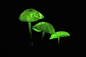 Bioluminescence: Glowing Mushrooms