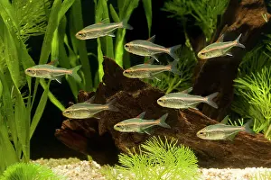 Shoaling: Glowlight Tetra