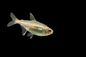Tetra: Glowlight Tetra Fish