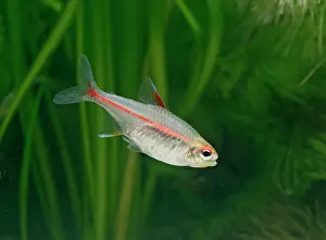 Tetra: Glowlight tetra - side view, tropical freshwater