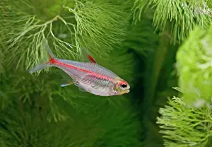 Tetra: Glowlight tetra - side view, tropical freshwater